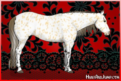 Horse Color:Buckskin Near Leopard 