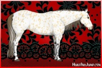 Horse Color:Buckskin Near Leopard 