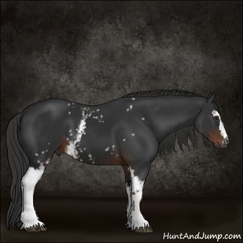 Horse Color:Gray White Spotted Liver Chestnut