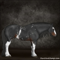 Horse Color:Gray White Spotted Liver Chestnut 