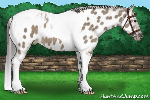 Horse Color:Brown Dun Tobiano Near Leopard 