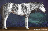 Horse Color:Gray White Spotted Liver Chestnut