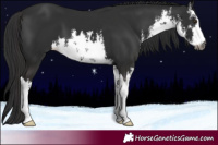 Horse Color:Gray White Spotted Liver Chestnut 