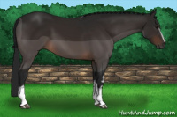 Horse Color:Gray White Spotted Bay 