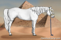 Horse Color:Gray White Spotted Liver Chestnut 