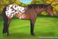 Horse Color:Bay Roan Sabino Appaloosa 