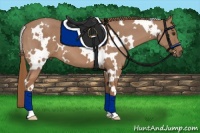 Horse Color:White Spotted Chestnut 