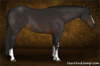 Horse Color:Gray White Spotted Bay 