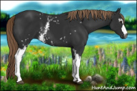 Horse Color:Gray White Spotted Liver Chestnut 