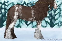 Horse Color:White Spotted Liver Chestnut