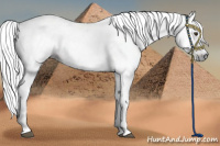 Horse Color:Gray White Spotted Liver Chestnut 