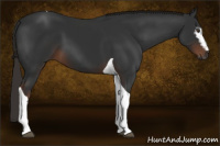 Horse Color:Gray White Spotted Liver Chestnut Tobiano