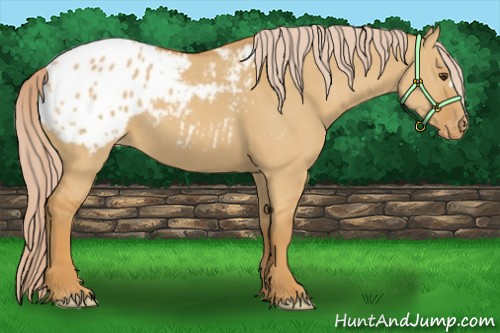 Horse Color:Palomino Dun Appaloosa 