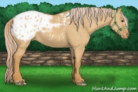 Horse Color:Palomino Dun Appaloosa