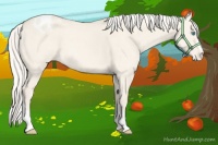 Horse Color:Cremello Dun Appaloosa