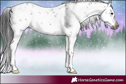 Horse Color:Gray White Spotted Smoky Black Sabino 
