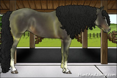 Horse Color:Gray White Spotted Bay 