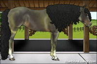 Horse Color:Gray White Spotted Bay