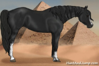 Horse Color:Gray White Spotted Black 