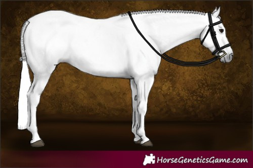 Horse Color:Gray White Spotted Black