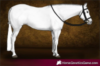 Horse Color:Gray White Spotted Black