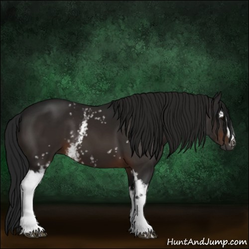 Horse Color:Gray White Spotted Bay 