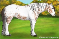Horse Color:Bay Splash Tobiano Appaloosa  and Bay Splash Tobiano Appaloosa 