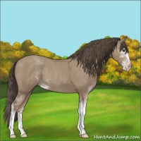 Horse Color:Classic Champagne Sabino 
