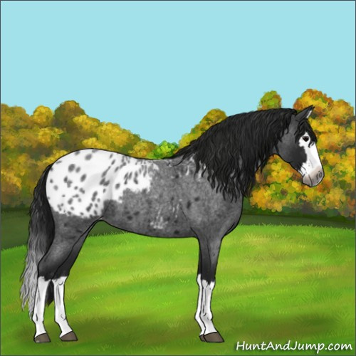 Horse Color:Gray Blue Roan Splash Appaloosa 