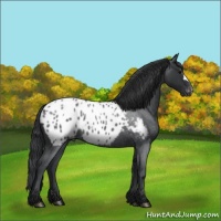 Horse Color:Blue Roan Appaloosa 