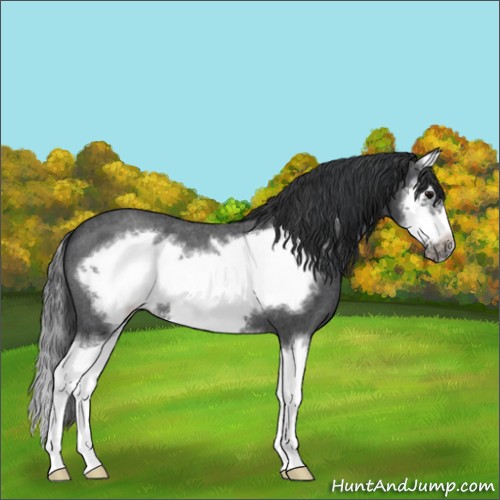 Horse Color:Blue Roan Sabino Splash Frame 