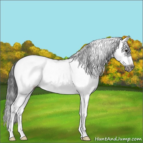 Horse Color:Black Sabino Frame 