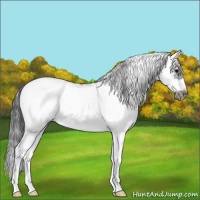 Horse Color:Black Sabino Frame 