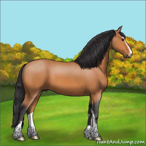 Horse Color:Bay Sabino