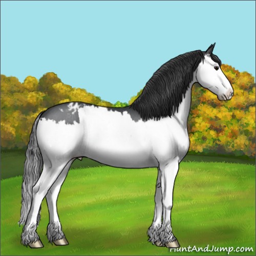Horse Color:Blue Roan Splash Appaloosa 