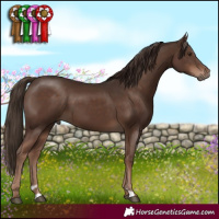 Horse Color:Liver Chestnut Sabino