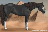 Horse Color:Gray White Spotted Liver Chestnut