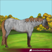 Horse Color:Gray White Spotted Liver Red Roan