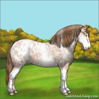 Horse Color:White Spotted Bay Pearl Appaloosa 