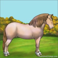 Horse Color:Bay Pearl