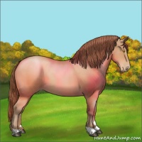 Horse Color:Bay Pearl 