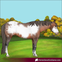 Horse Color:Brown Frame Appaloosa 