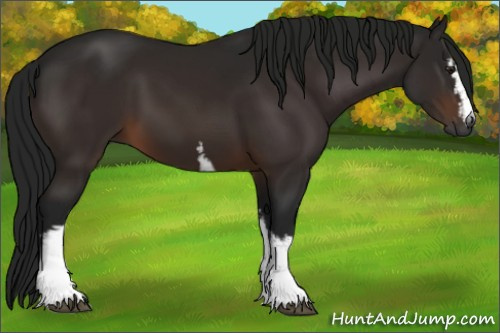 Horse Color:Gray White Spotted Brown