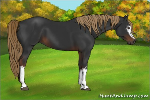 Horse Color:Gray White Spotted Liver Chestnut 