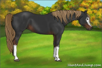 Horse Color:Gray White Spotted Liver Chestnut 