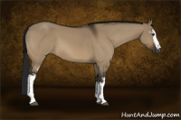 Horse Color:Gray White Spotted Bay Dun