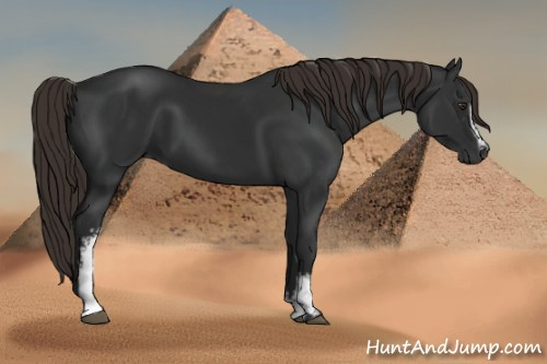 Horse Color:Gray White Spotted Liver Chestnut 