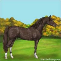 Horse Color:Liver Chestnut Snowflake Varnish