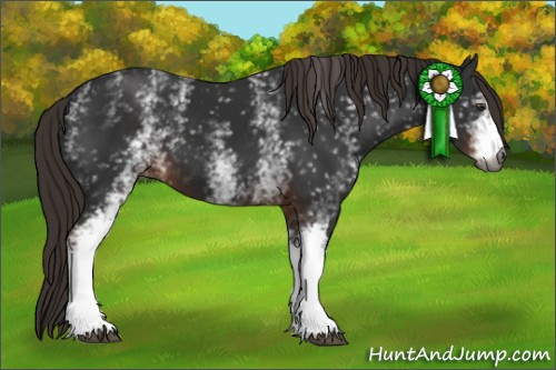Horse Color:Gray White Spotted Liver Chestnut 