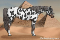 Horse Color:Gray White Spotted Liver Chestnut Appaloosa 